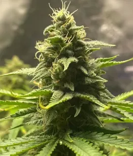 сорт конопли Stellar Fog Auto