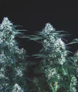 семена сорта Tutankhamon Fast