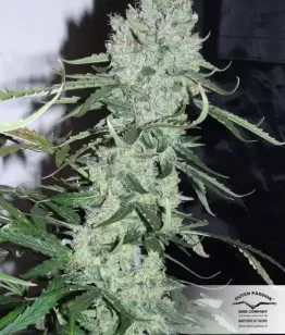 семена конопли Auto Ultimate