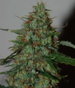 ΡΠ΅ΠΌΠ΅Π½Π° Wild Thailand Ryder