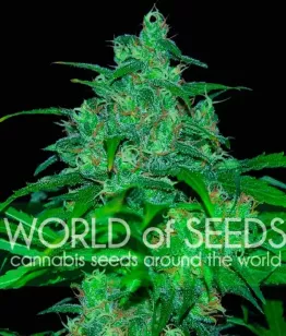 ΡΠ΅ΠΌΠ΅Π½Π° Wild Thailand